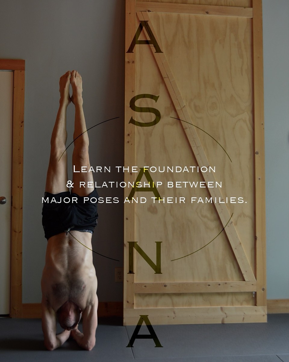 Asana: the foundation and relationship between major poses and their families